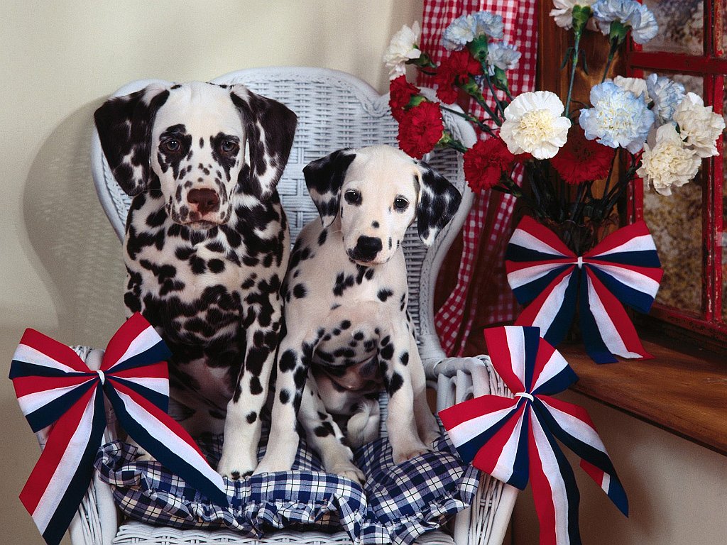 Puppy Patriots